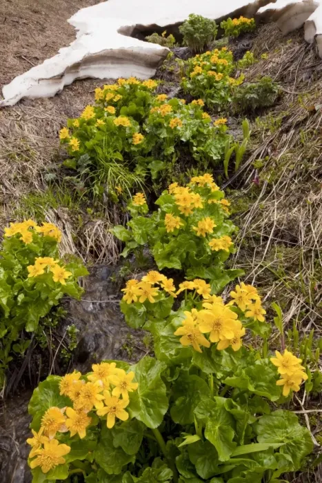 Framed Print : Yellow / Giant Marsh Marigold - high in the Lesser Caucasus, Georgia Framed Print : Yellow / Giant Marsh Marigold - high in the Lesser Caucasus, Georgia