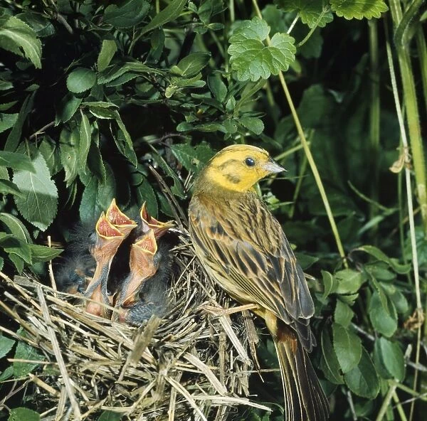 Yellow Hammer - adult at nest with chicks