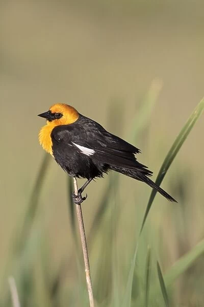 Yellow-headed Blackbird - adult male in breeding plumage in July - Colorado - USA