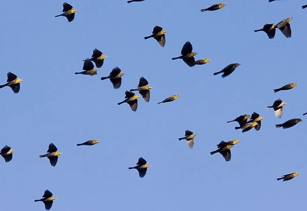 Yellow-headed Blackbirds - Flock in flight - Winter - South-east Arizona USA
