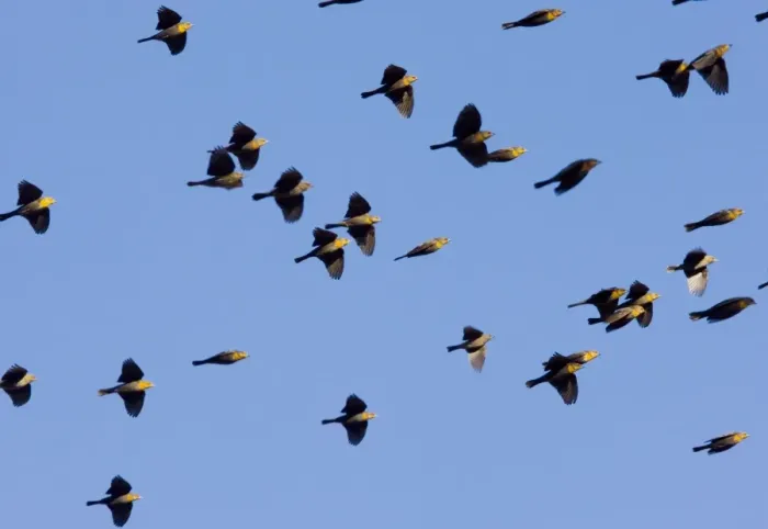 Framed Print : Yellow-headed Blackbirds - Flock in flight - Winter - South-east Arizona USA Framed Print : Yellow-headed Blackbirds - Flock in flight - Winter - South-east Arizona USA