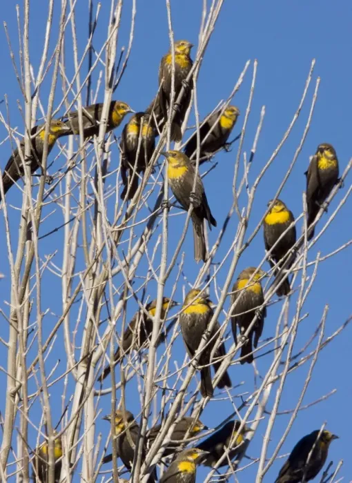 Framed Print : Yellow-headed Blackbirds - Flock perched in tree - Winter - South-east Arizona USA Framed Print : Yellow-headed Blackbirds - Flock perched in tree - Winter - South-east Arizona USA