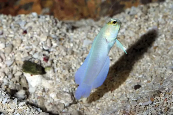Framed Print : Yellow-headed Jawfish displaying outside its burrow on sea floor. Sandy sea beds, western mid-Atlantic Bahamas, Caribbean and Brazilian coast Framed Print : Yellow-headed Jawfish displaying outside its burrow on sea floor. Sandy sea beds, western mid-Atlantic Bahamas, Caribbean and Brazilian coast