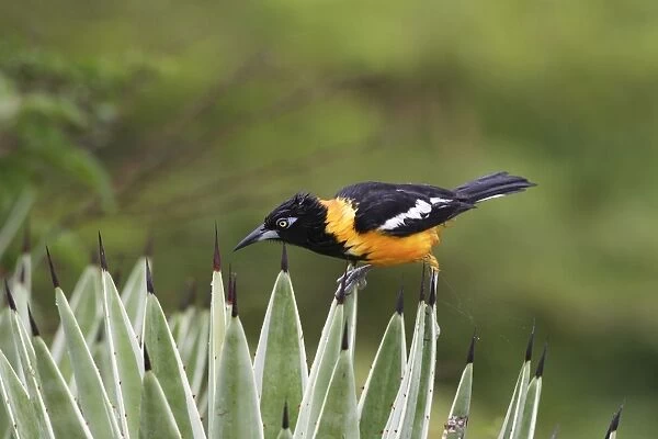 Yellow-hooded Blackbird. Coro Peninsula - Venezuela