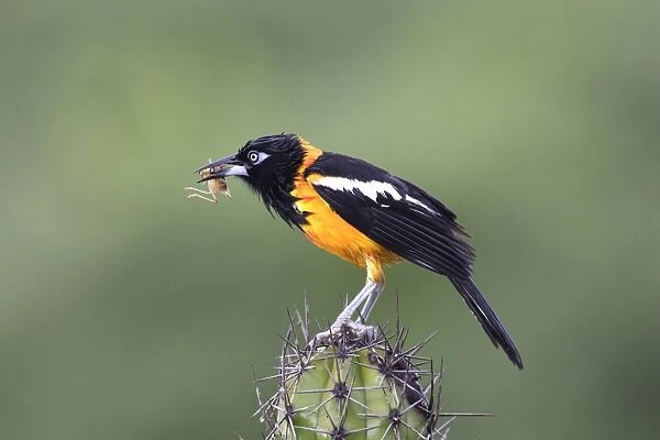 Yellow-hooded Blackbird - with grasshopper in beak. Coro Peninsula - Venezuela
