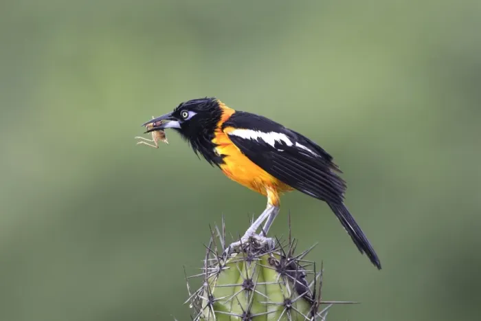 Framed Print : Yellow-hooded Blackbird - with grasshopper in beak. Coro Peninsula - Venezuela Framed Print : Yellow-hooded Blackbird - with grasshopper in beak. Coro Peninsula - Venezuela