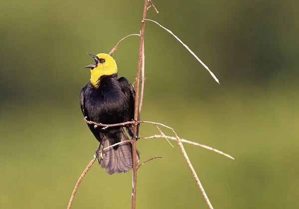 Yellow-hooded Blackbird. Venezuela