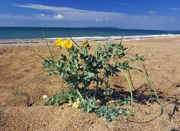 Yellow Horned Poppy - on beach Lulworth, Dorset, UK