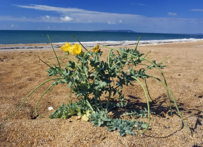 Framed Print : Yellow Horned Poppy - on beach Lulworth, Dorset, UK Framed Print : Yellow Horned Poppy - on beach Lulworth, Dorset, UK