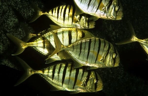 Yellow Jack Fish - Indo Pacific