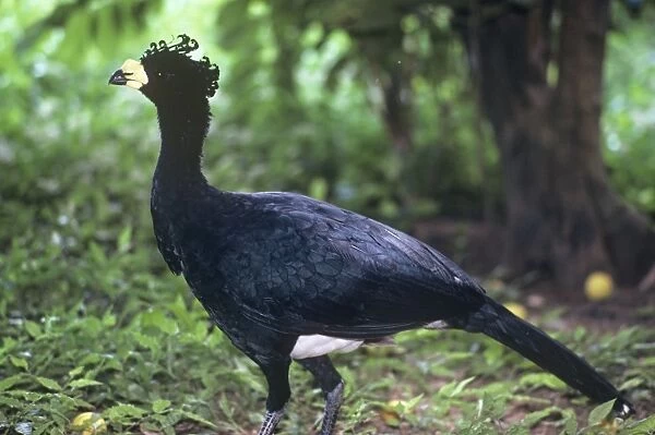 Yellow-knobbed Curassow - feral male