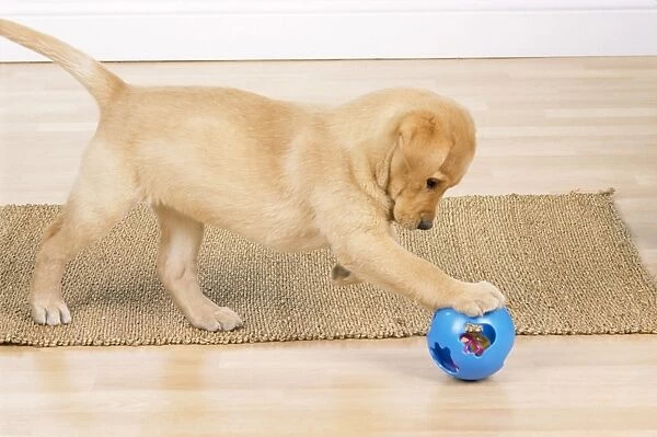 Yellow Labrador Dog - 9 week old puppy playing with toy