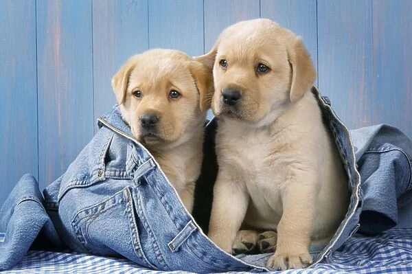 Yellow Labrador Dog - two puppies in jeans