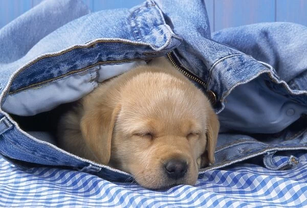 Yellow Labrador Dog - puppy asleep in jeans
