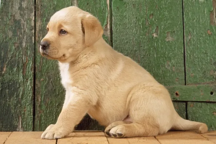 Framed Print : Yellow Labrador Dog - puppy by barn door Framed Print : Yellow Labrador Dog - puppy by barn door