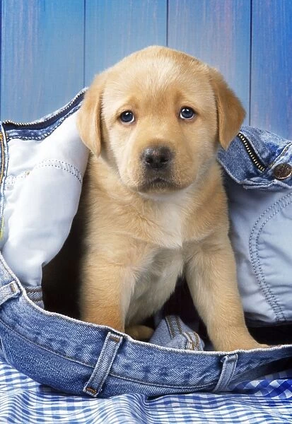 Yellow Labrador Dog - puppy in jeans