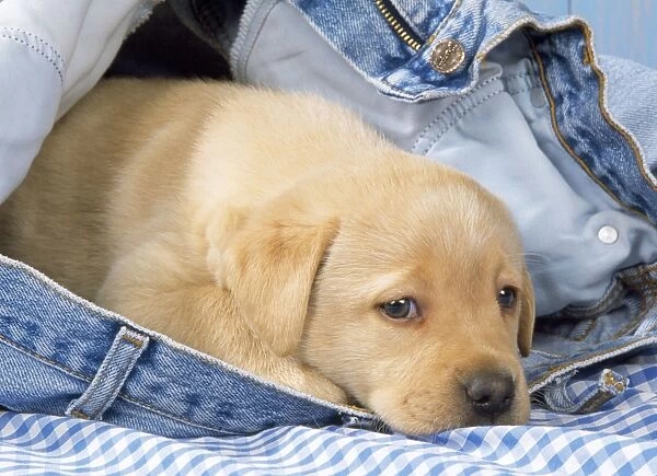 Yellow Labrador Dog - puppy in jeans