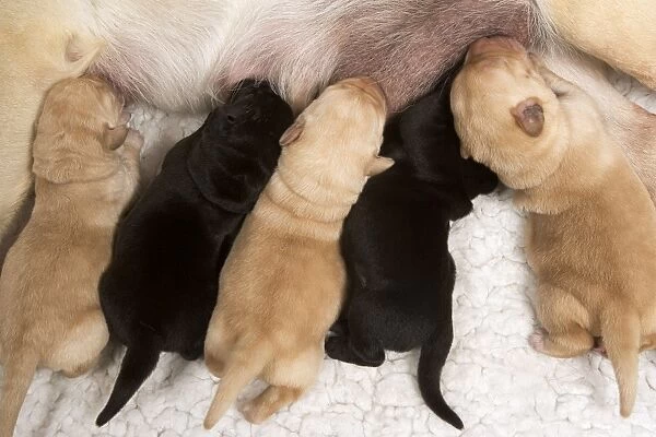 Yellow Labrador - mother suckling yellow and black puppies