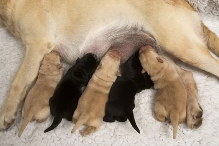 Framed Print : Yellow Labrador - mother suckling yellow and black puppies Framed Print : Yellow Labrador - mother suckling yellow and black puppies