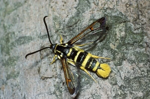 Yellow-legged Clearwing Moth Formerly known as: Aegeria vespiformis