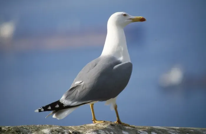 Framed Print : Yellow-legged Gull Framed Print : Yellow-legged Gull