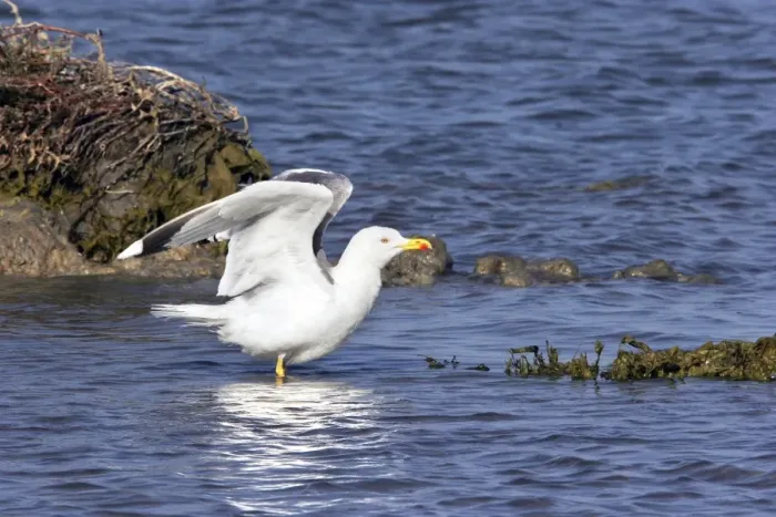 Framed Print : Yellow-legged Gull. Camargue - PACA - France Framed Print : Yellow-legged Gull. Camargue - PACA - France
