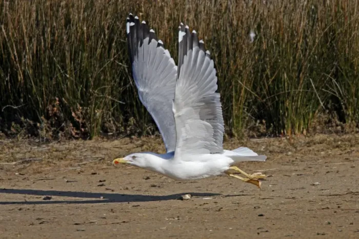 Framed Print : Yellow-legged Gull - in flight - Le Parc Ornithologique du Teich - Arcachon - Bassin d'Arcachon - Gironde - France Framed Print : Yellow-legged Gull - in flight - Le Parc Ornithologique du Teich - Arcachon - Bassin d'Arcachon - Gironde - France