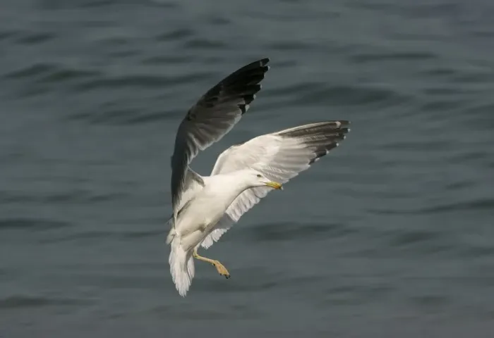 Framed Print : Yellow-legged Gull with only one foot - In flight above water, Southern Spain Framed Print : Yellow-legged Gull with only one foot - In flight above water, Southern Spain