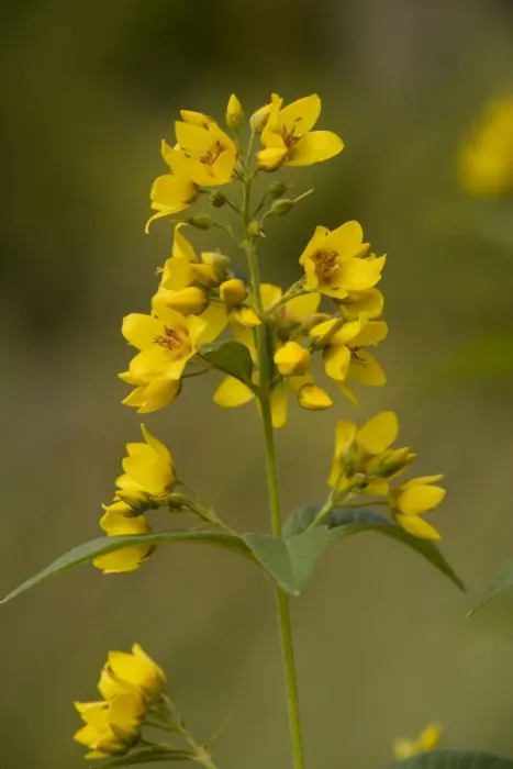 Framed Print : Yellow loosestrife (Lysimachia vulgaris), Hants Framed Print : Yellow loosestrife (Lysimachia vulgaris), Hants