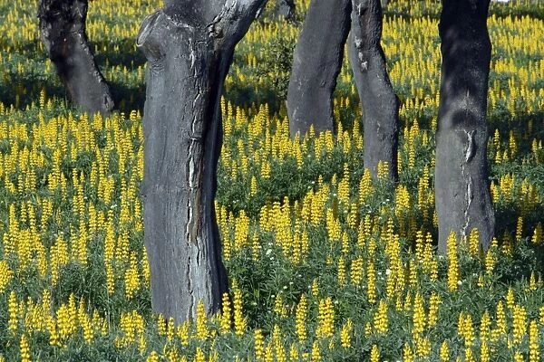 Yellow Lupin - planted under Cork Oak (Quercus suber), Extremadura, Spain