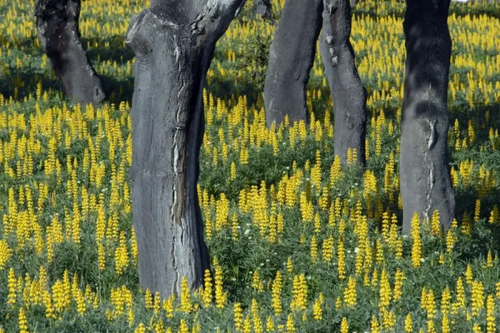 Framed Print : Yellow Lupin - planted under Cork Oak (Quercus suber), Extremadura, Spain Framed Print : Yellow Lupin - planted under Cork Oak (Quercus suber), Extremadura, Spain
