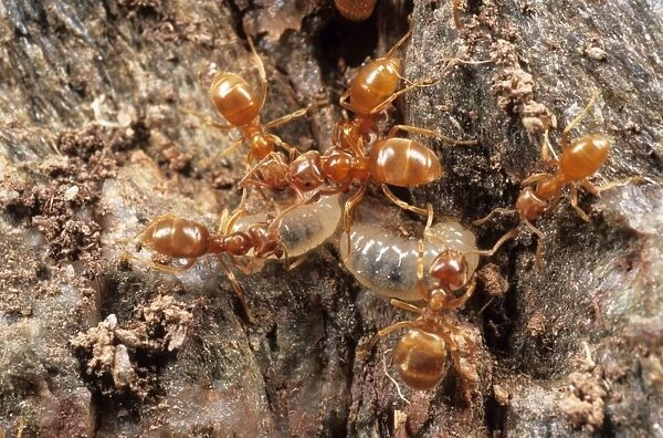 Yellow Meadow Ants - tending larvae UK