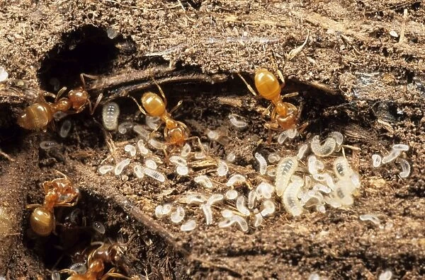 Yellow Meadow Ants - with young larvae UK