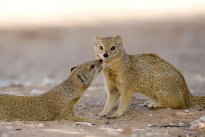 Framed Print : Yellow Mongoose-displaying social interaction Kalahari Desert-Kgalagadi National Park-South Africa Framed Print : Yellow Mongoose-displaying social interaction Kalahari Desert-Kgalagadi National Park-South Africa