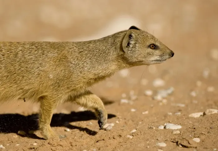 Framed Print : Yellow Mongoose-Half body portrait whilst on the move Kalahari Desert-Kgalagadi National Park-South Africa Framed Print : Yellow Mongoose-Half body portrait whilst on the move Kalahari Desert-Kgalagadi National Park-South Africa