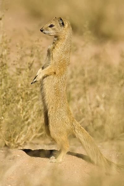 Yellow Mongoose-Keeping a lookout for danger Kalahari Desert-Kgalagadi National Park-South Africa