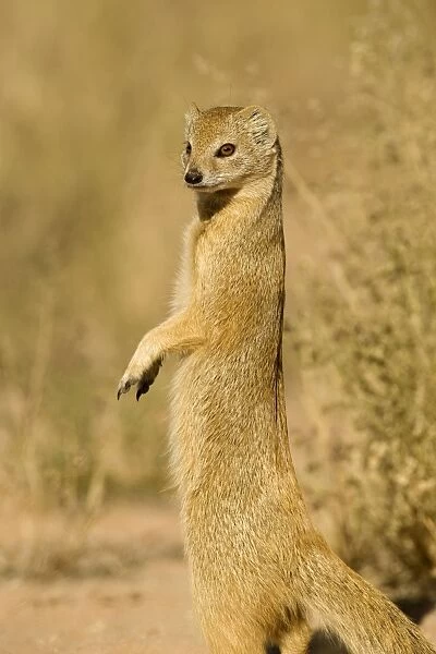 Yellow Mongoose-Keeping a lookout for danger Kalahari Desert-Kgalagadi National Park-South Africa
