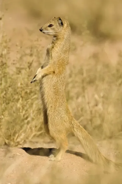 Framed Print : Yellow Mongoose-Keeping a lookout for danger Kalahari Desert-Kgalagadi National Park-South Africa Framed Print : Yellow Mongoose-Keeping a lookout for danger Kalahari Desert-Kgalagadi National Park-South Africa