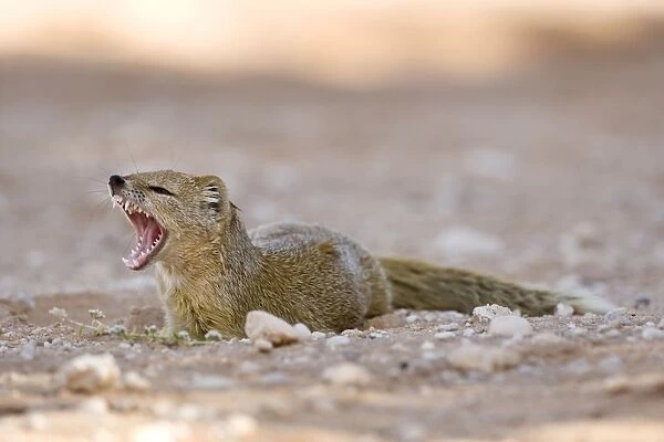Yellow Mongoose-Lying in the shade and fletching his teeth Kalahari Desert-Kgalagadi National Park-South Africa