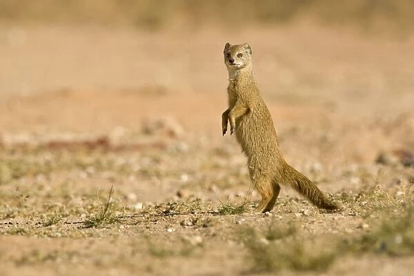 Yellow Mongoose-out in the open Kalahari Desert-Kgalagadi National Park-South Africa