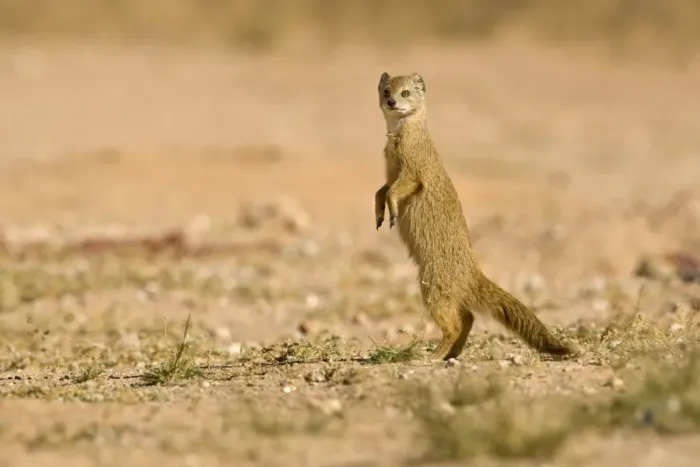 Framed Print : Yellow Mongoose-out in the open Kalahari Desert-Kgalagadi National Park-South Africa Framed Print : Yellow Mongoose-out in the open Kalahari Desert-Kgalagadi National Park-South Africa