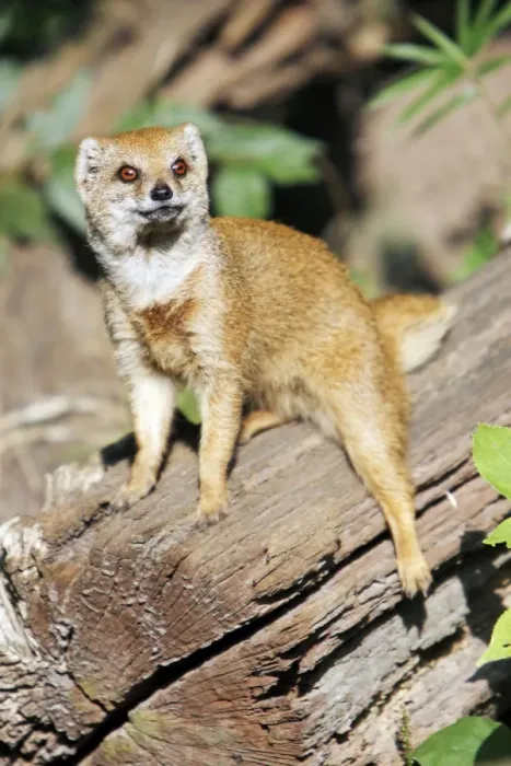Framed Print : Yellow Mongoose - resting on log, distribution - Kalahari desert, South Africa Framed Print : Yellow Mongoose - resting on log, distribution - Kalahari desert, South Africa