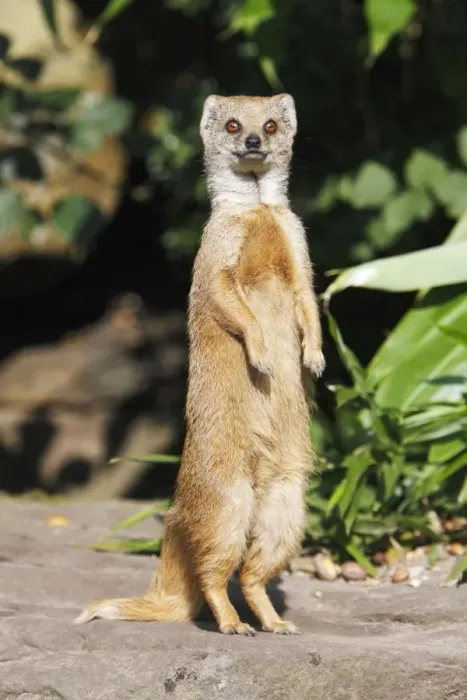 Framed Print : Yellow Mongoose - standing alert on back legs, distribution - Kalahari desert, South Africa Framed Print : Yellow Mongoose - standing alert on back legs, distribution - Kalahari desert, South Africa