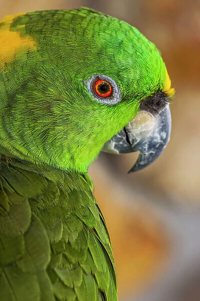 Yellow-napped Amazon parrot portrait. Date: 31-12-1999
