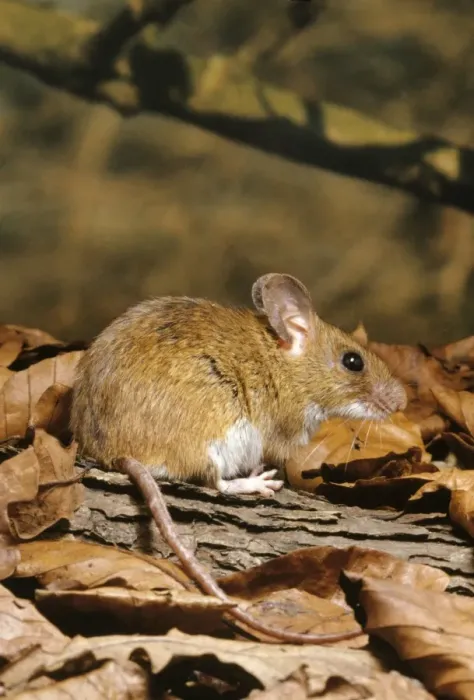 Framed Print : Yellow-necked Mouse Framed Print : Yellow-necked Mouse