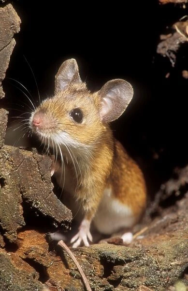 Yellow-necked Mouse