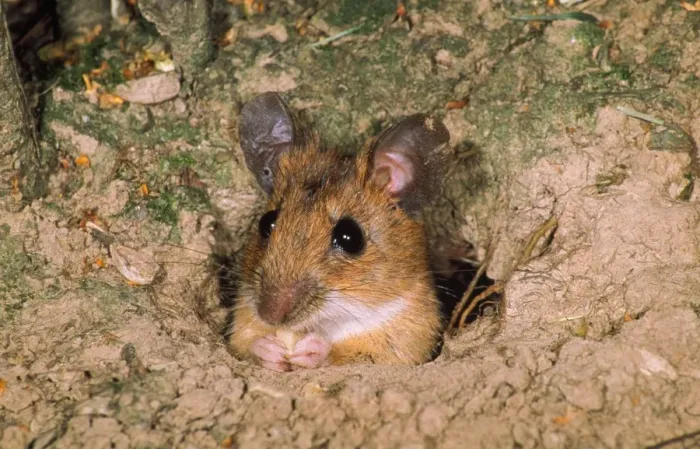 Framed Print : Yellow-necked Mouse - feeding in hole entrance Framed Print : Yellow-necked Mouse - feeding in hole entrance