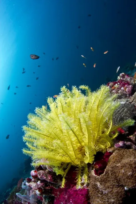 Framed Print : Yellow Noble Feather Star - Dhonkalo Thila - North-Ari atoll - Maldives Framed Print : Yellow Noble Feather Star - Dhonkalo Thila - North-Ari atoll - Maldives