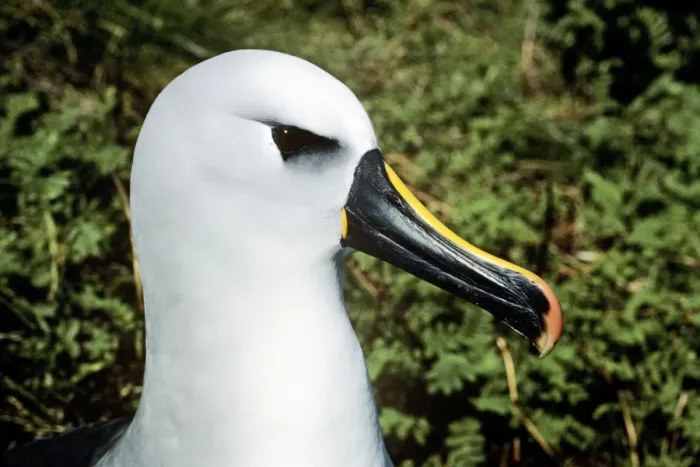 Framed Print : Yellow-nosed Albatross formerly Diomedea chlororhynchos Framed Print : Yellow-nosed Albatross formerly Diomedea chlororhynchos