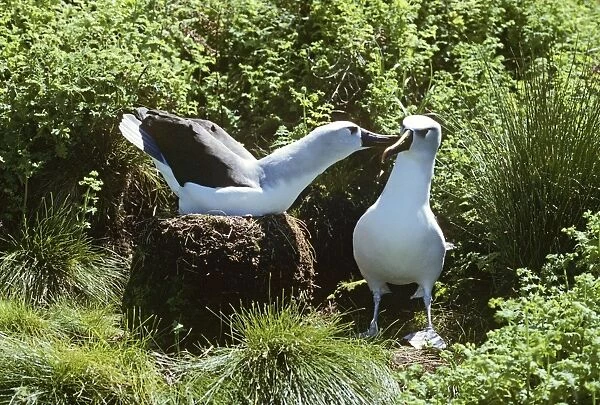 Yellow-nosed Albatross - displaplaying Gough Island formerly Diomedea chlororhynchos